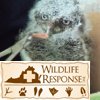 Screech Owl